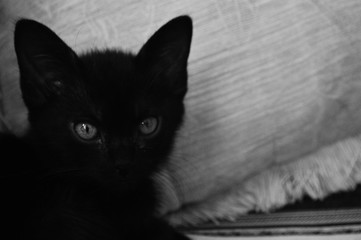 Pacho The Black Cat