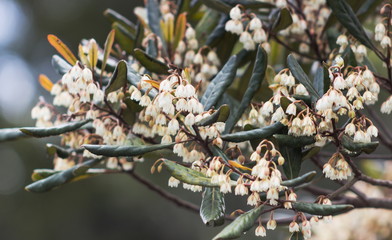 Elaeocarpus dentatus, commonly known as hinau, is a native lowland forest tree of New Zealand.