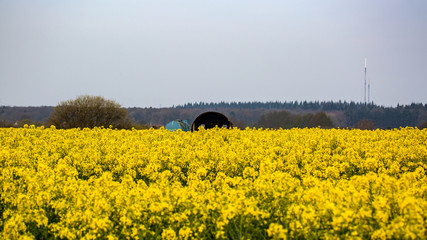 A Field in Yellow