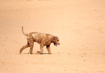 Sandy dog in sandy beach