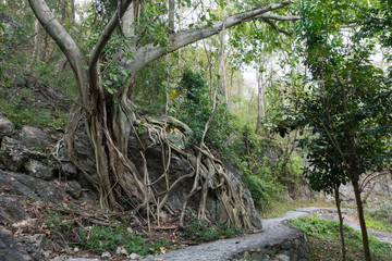 Big tree with lianas on the road in tropical forest. Travel, jungle, adventure concept.