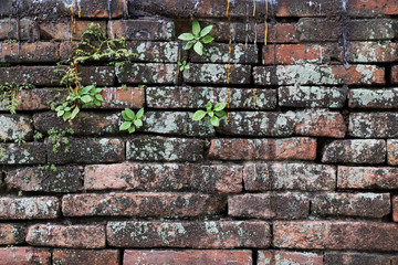 Old brick wall with green plants and candle wax. Ancient, vintage concept. Copy space, texture, background.