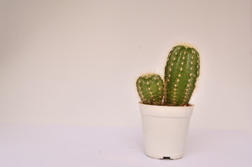 two cactus on white back ground