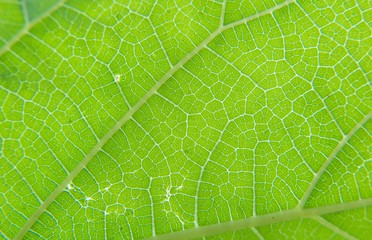 Close up view of green leaf and veins