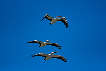 Australian Pelican in flight