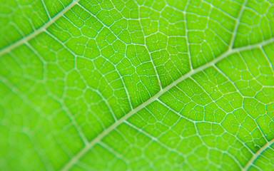 Close up view of green leaf and veins