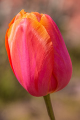 Tulip orange and pink