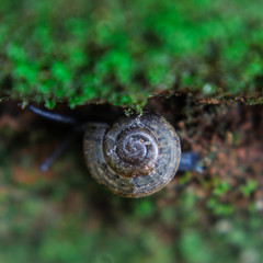 Snail close-up on a green leaf. brown spiral snail on a green leaf on a green blurred background in the sun rays. 
