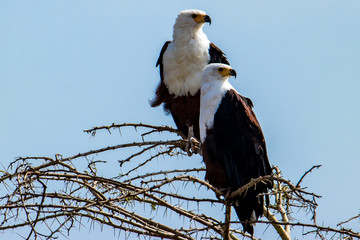 Two African Fish Eagles