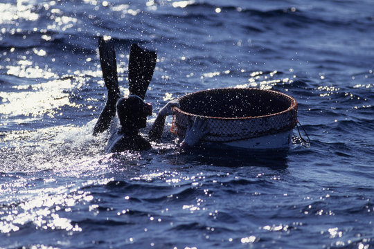 日本の伝統食品、アワビ漁