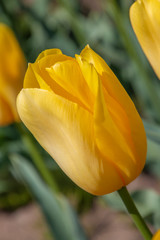 Fototapeta premium Tulip, yellow