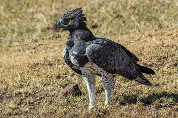 Martial Eagle