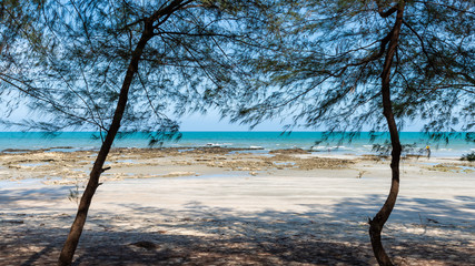 Beach, blue sea, sky and pine trees on sunny day for background