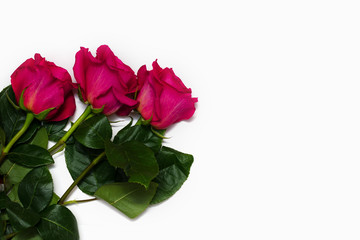 three beautiful pink rose isolated on white background with space for your text