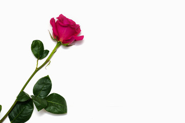 One beautiful pink rose isolated on white background with space for your text