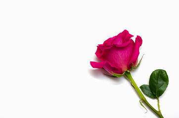 One beautiful pink rose isolated on white background with space for your text