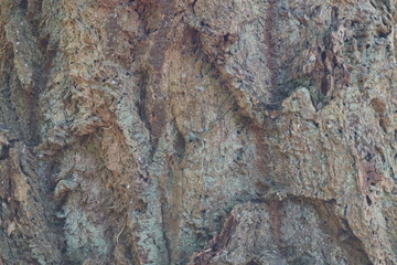 Tree Bark Texture