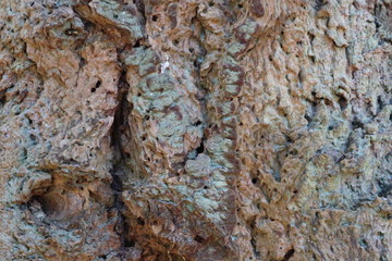 Tree Bark Texture