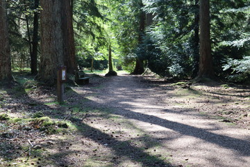 Forest Path