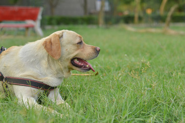 Golden Labrador retriever sitting in a park with tongue out and looking away