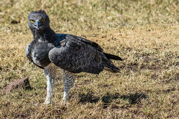 Martial Eagle