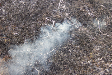 Raging forest spring fires. Burning dry grass, reed along lake. Grass is burning in meadow. Ecological catastrophy. Fire and smoke destroy all life. Firefighters extinguish Big fire. Lot of smok © Torkhov