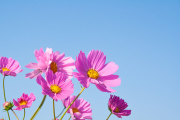 青空に咲く秋桜