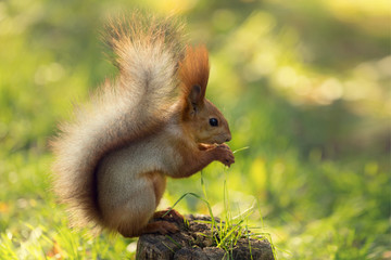 red squirrel in nature. sits on a stump and eats nuts, on a background of green grass