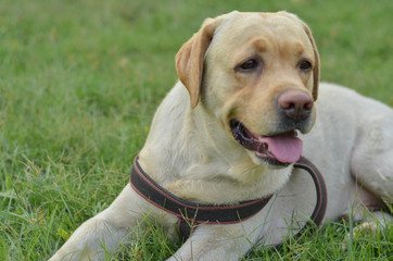 Cute innocent serious looking Labrador retriever dog sitting in a park with tongue out