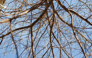 branches of a tree without leaves view from the bottom against the blue sky.