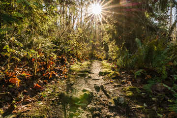 hiking trail in Burnaby Mountain park at sunny autumn day.