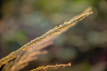 Naklejka premium dew on grass