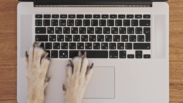 Сomical and silly playful video of dog paws typing and pressing buttons on laptop keyboard nervously and rapidly. Сoncept joke or freelance work in the office, pet life and routine workplace
