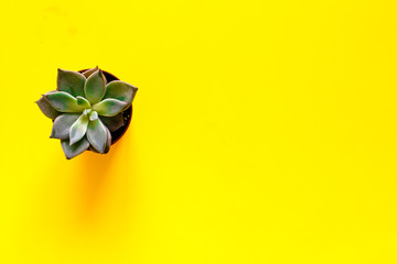 Echeveria plant. Beautiful pattern of green Succulent Echeveria isolated on yellow background. Minimal concept. Evergreen succulent perennials. Flat lay, top view.