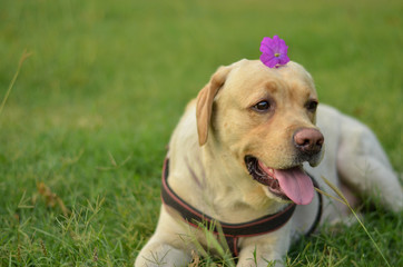 Funny innocent golden Labrador retriever dog posing with violet flower on his head