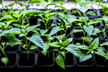 Seedlings of pepper plant vegetable