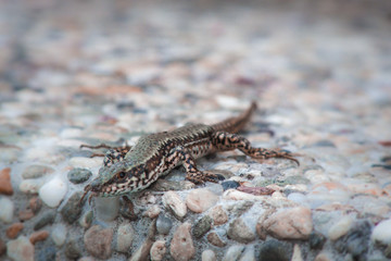Lizard in the sun