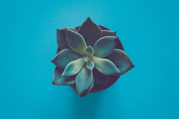 Echeveria plant. Beautiful pattern of green Succulent Echeveria isolated on blue background. Flat lay, top view. 
