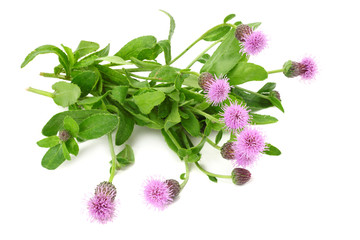 Burdock flowers isolated on a white background. Arctium lappa