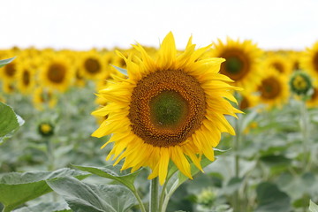 Naklejka premium Beautiful sunny flower! Huge fields of blooming sunflower.