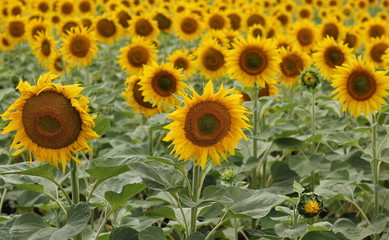 Fototapeta premium Beautiful sunny flower! Huge fields of blooming sunflower.