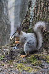 squirrel