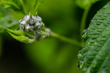 Raspberry bud