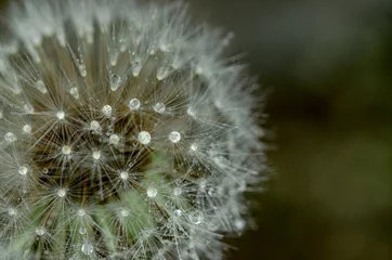 Foto op Plexiglas Dandelion, puff flower © TakeMoments