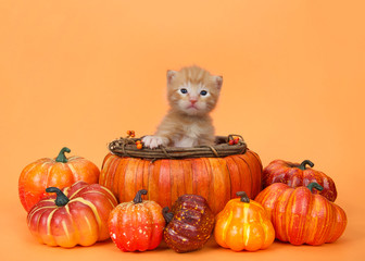 Adorable tiny orange ginger tabby kitten sitting in an autumn pumpkin basket surrounded by pumpkins and squash on an orange background with copy space.