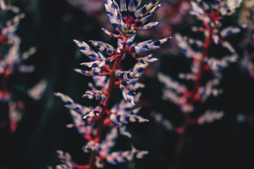Beautiful croton flower © Nataliya