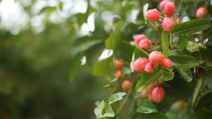 Bengal Currants on tree