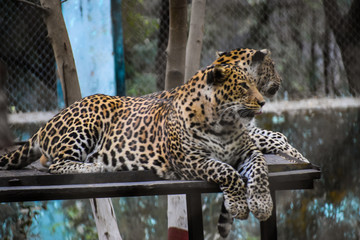 leopards resting on a high set bench
