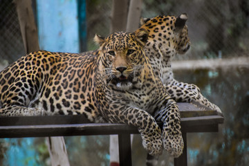 leopard in tree, posing for a perfect shot