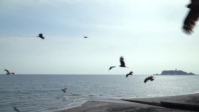 湘南の浜辺 七里ヶ浜の上空を飛ぶトビの群れ
